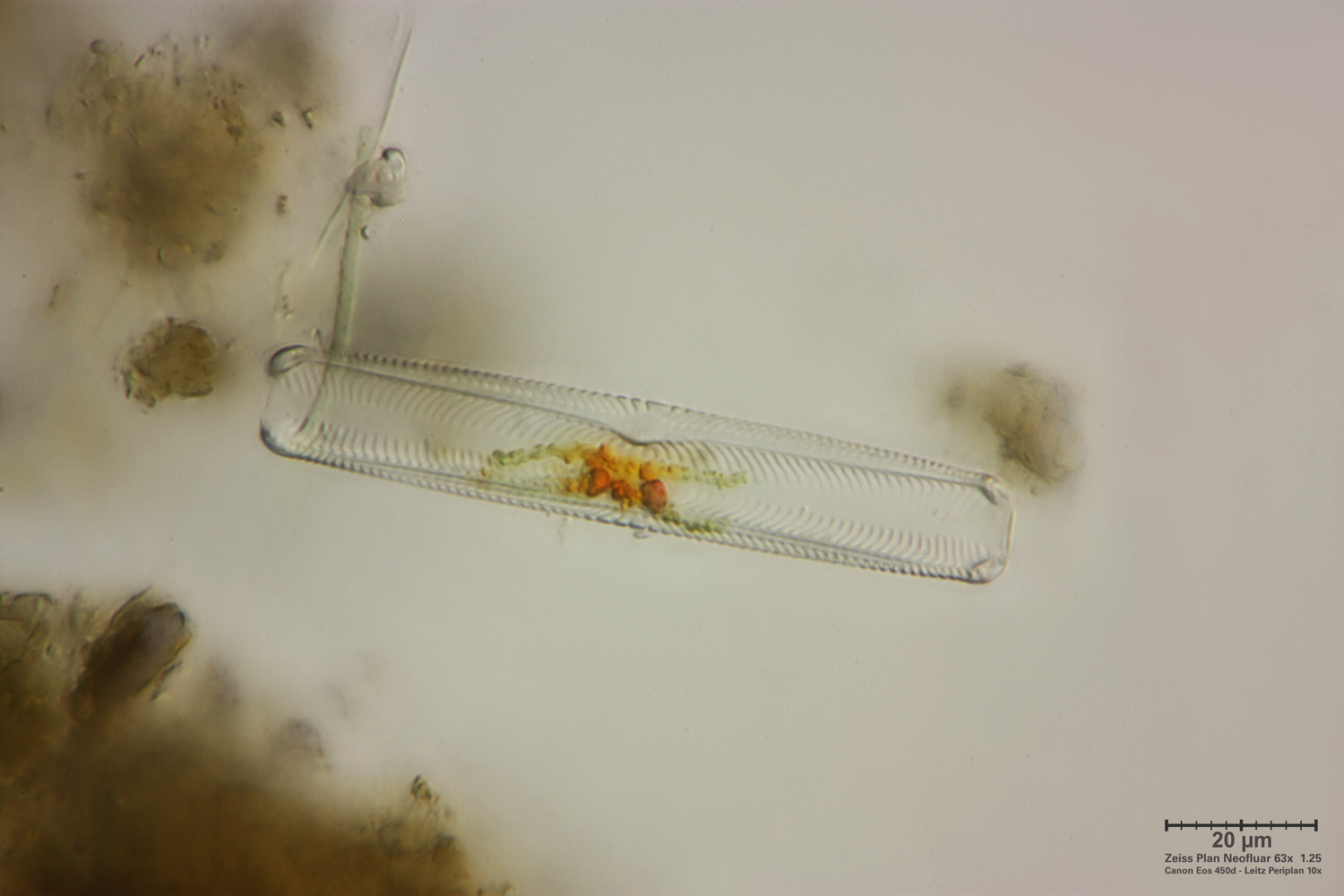 Fragilaria